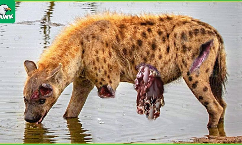 30 Moments Hyenas Messed With The Wrong Animals And What Happens Next ? | Animal Fight