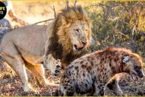 30 Moments Spotted Hyena Vs Lion Fight For Territory In Animal World