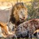 30 Moments Spotted Hyena Vs Lion Fight For Territory In Animal World