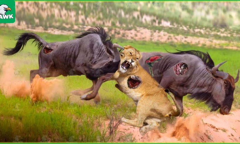 30 Moments When Lions Have To Run Away When Confronting Wildebeests | Animal Fight