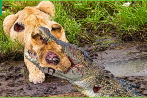 30 Terrifying Moment - When Crocodiles and Lion Pride Compete for Food | Animal Fight