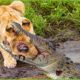 30 Terrifying Moment - When Crocodiles and Lion Pride Compete for Food | Animal Fight