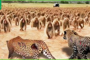 30 Tragic Moments! 100 Baboons Brutally Attacked The Leopard | Animal Fight