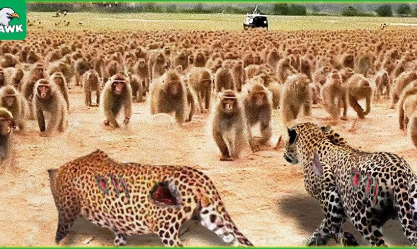 30 Tragic Moments! 100 Baboons Brutally Attacked The Leopard | Animal Fight
