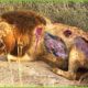30 Tragic Moments! A Painful Ending For The Losing Lion | Animal Fight