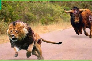 30 Tragic Moments! Wild Animals Accidentally Bump Into Bulls | Animal Fight