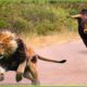 30 Tragic Moments! Wild Animals Accidentally Bump Into Bulls | Animal Fight