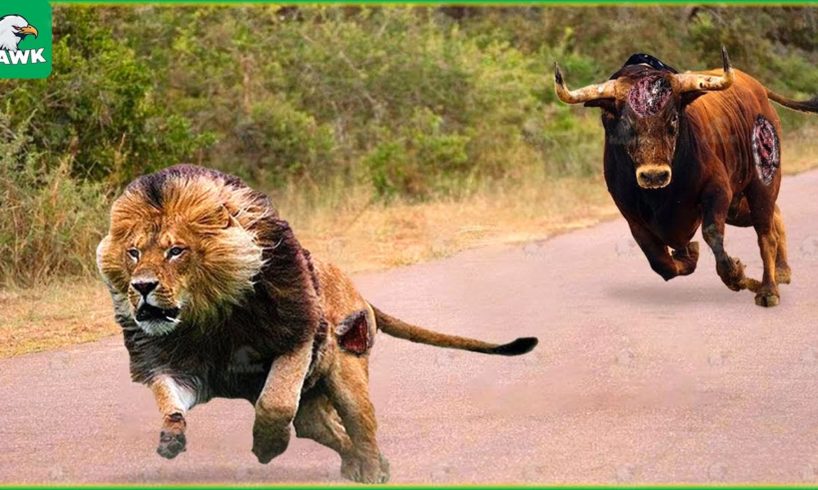 30 Tragic Moments! Wild Animals Accidentally Bump Into Bulls | Animal Fight