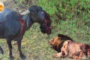 30 Tragics Moments Buffalo Injured By Animal Fight | Wild Animals Fight