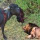 30 Tragics Moments Buffalo Injured By Animal Fight | Wild Animals Fight