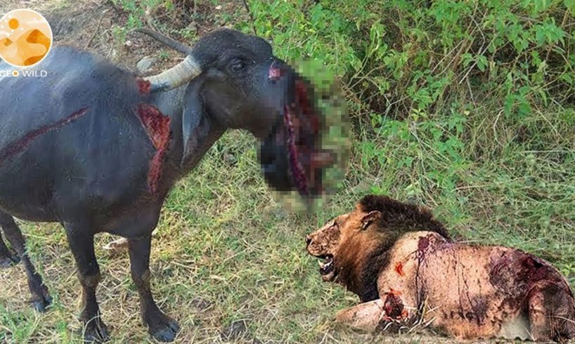 30 Tragics Moments Buffalo Injured By Animal Fight | Wild Animals Fight