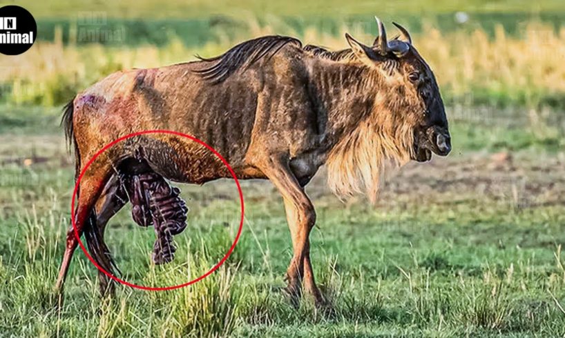 30 Unbelievable Moments Wild Animals Are Seriously Injured Still Surviving | Wild Animal