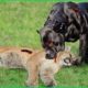 35 Big Fight Between Dogo and Puma, Puma Fell Into Tragedy | Animal Fights