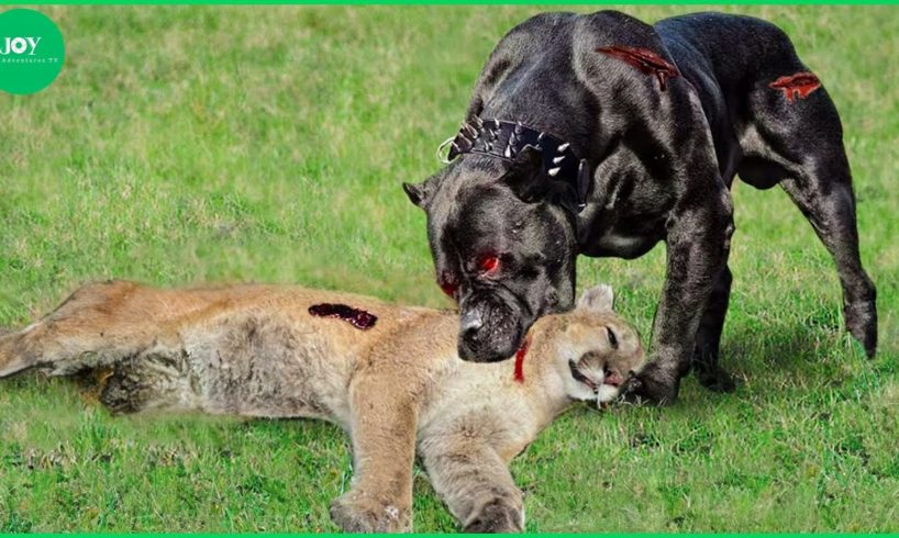 35 Big Fight Between Dogo and Puma, Puma Fell Into Tragedy | Animal Fights