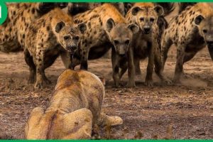 35 Incredible Moments Mother Hyena Brave Fights With Lion to Protect Her Baby | Animal Fight