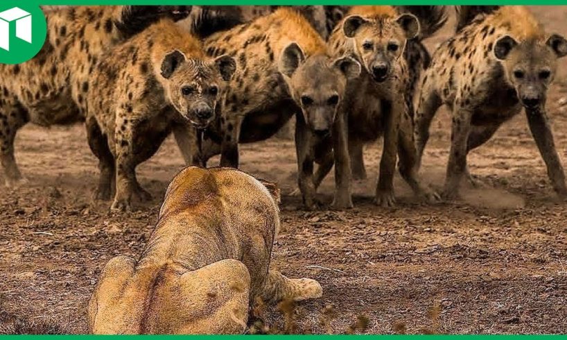 35 Incredible Moments Mother Hyena Brave Fights With Lion to Protect Her Baby | Animal Fight