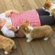 35 Minutes Of The Most Cutest Puppies