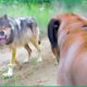 35 Scary Wolves Attacks Livestock Guardian Dog Most Brutally | Animal Fight