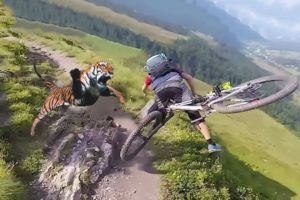 40 Scariest Tiger Encounters Caught on Camera.