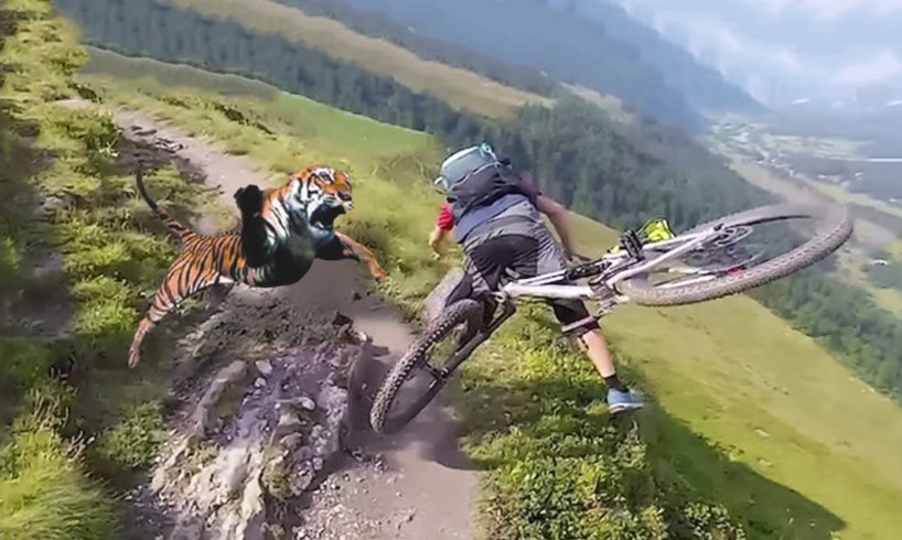 40 Scariest Tiger Encounters Caught on Camera.