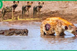 45 Incredible Moments Crocodiles Defeat A Pack of Hungry Wild Dogs To Steal Their Prey
