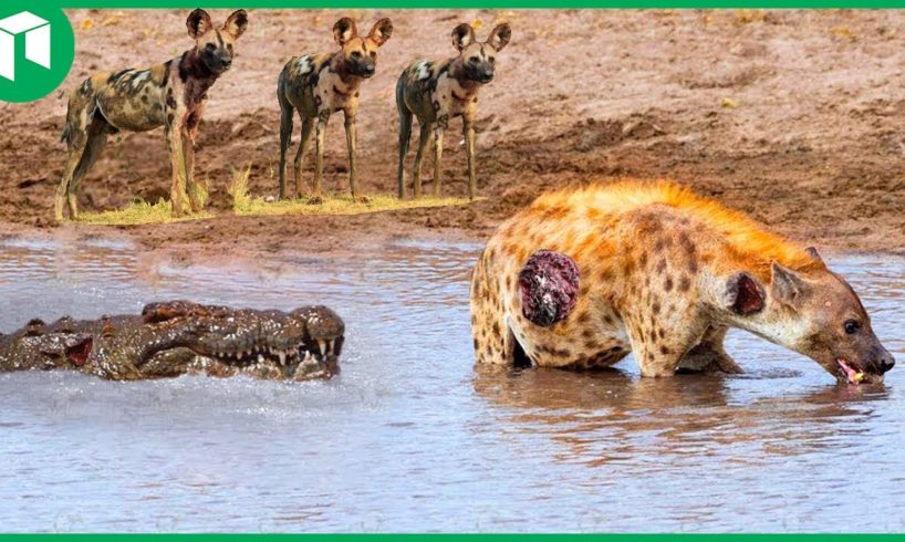 45 Incredible Moments Crocodiles Defeat A Pack of Hungry Wild Dogs To Steal Their Prey