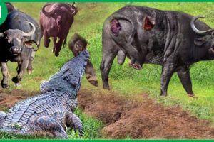 45 Moments Brutal Three-Legged Buffalo Defeat a Swamp King Crocodile to Survival | Animal Fight