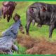 45 Moments Brutal Three-Legged Buffalo Defeat a Swamp King Crocodile to Survival | Animal Fight