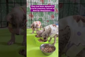 5 weeks old puppies who suffered from life threatening diseases get back to health