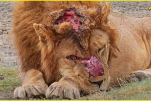 50 Moments Seriously Injured Big Cats After Brutal Battle For Territory,  What Happens Next ?