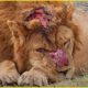 50 Moments Seriously Injured Big Cats After Brutal Battle For Territory,  What Happens Next ?
