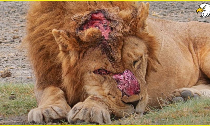 50 Moments Seriously Injured Big Cats After Brutal Battle For Territory,  What Happens Next ?