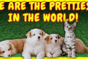 9 CUTEST PUPPIES AND CATS IN THE WORLD