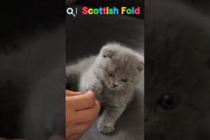 9 CUTEST PUPPIES AND CATS IN THE WORLD! 6 SCOTTISH FOLD #dog #cat #pet #pets #scottishfold