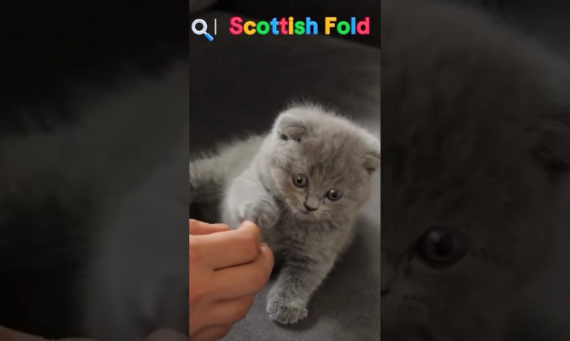 9 CUTEST PUPPIES AND CATS IN THE WORLD! 6 SCOTTISH FOLD #dog #cat #pet #pets #scottishfold