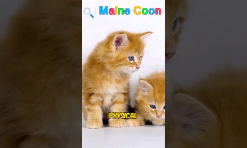 9 CUTEST PUPPIES AND CATS IN THE WORLD! 8 MAINE COON #dog #cat #pet #pets #mainecoon