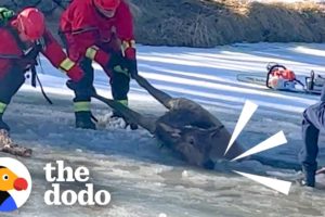 900-Pound Elk Trapped In Frozen Pond | The Dodo