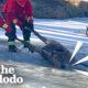 900-Pound Elk Trapped In Frozen Pond | The Dodo