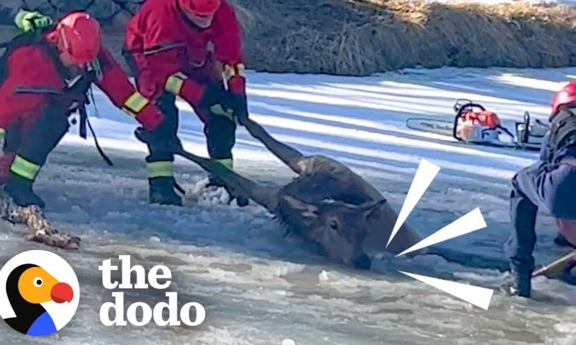 900-Pound Elk Trapped In Frozen Pond | The Dodo