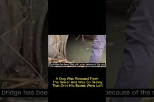 A Dog Was Rescued From The Sewer And Was So Skinny That Only His Bones Were Left