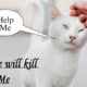A cute cat was rescued because its life was in danger| Homeless Cat Rescue