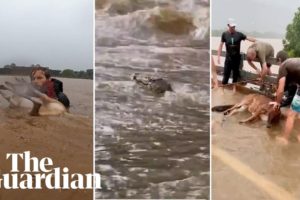 A wallaby, crocodile and cow: animals in Queensland battle major flooding