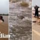 A wallaby, crocodile and cow: animals in Queensland battle major flooding