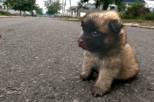 Abandoned 3 week old tiny puppy eating food on the street , I adopted him