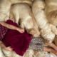 Adorable Baby Girl Meets Golden Retriever Puppy For The First Time! (Cutest Ever!!)