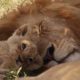 Adorable Lion Cubs Frolic as their Parents Look On