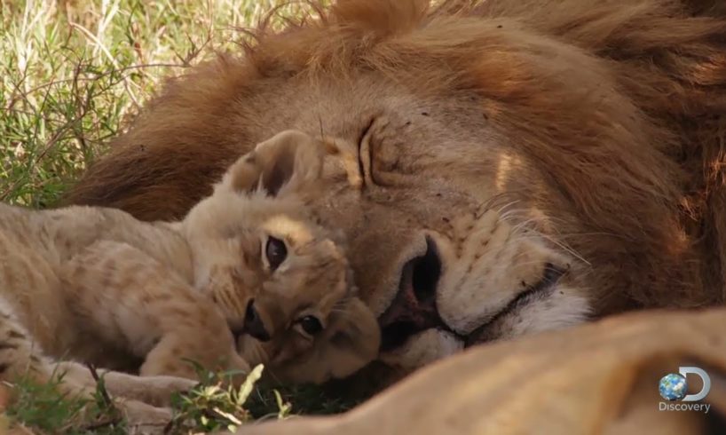 Adorable Lion Cubs Frolic as their Parents Look On