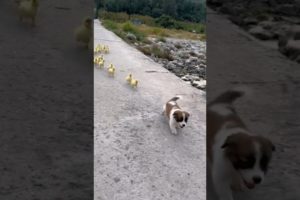 Adorable puppy playing with tiny ducklings  #animals #cute #shorts