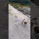 Adorable puppy playing with tiny ducklings  #animals #cute #shorts