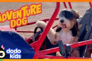 Adventure Dog Will Do Anything To Be With His Dad | Dodo Kids | Adventure Animals